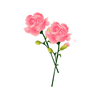 粉色康乃馨花束PNG素材